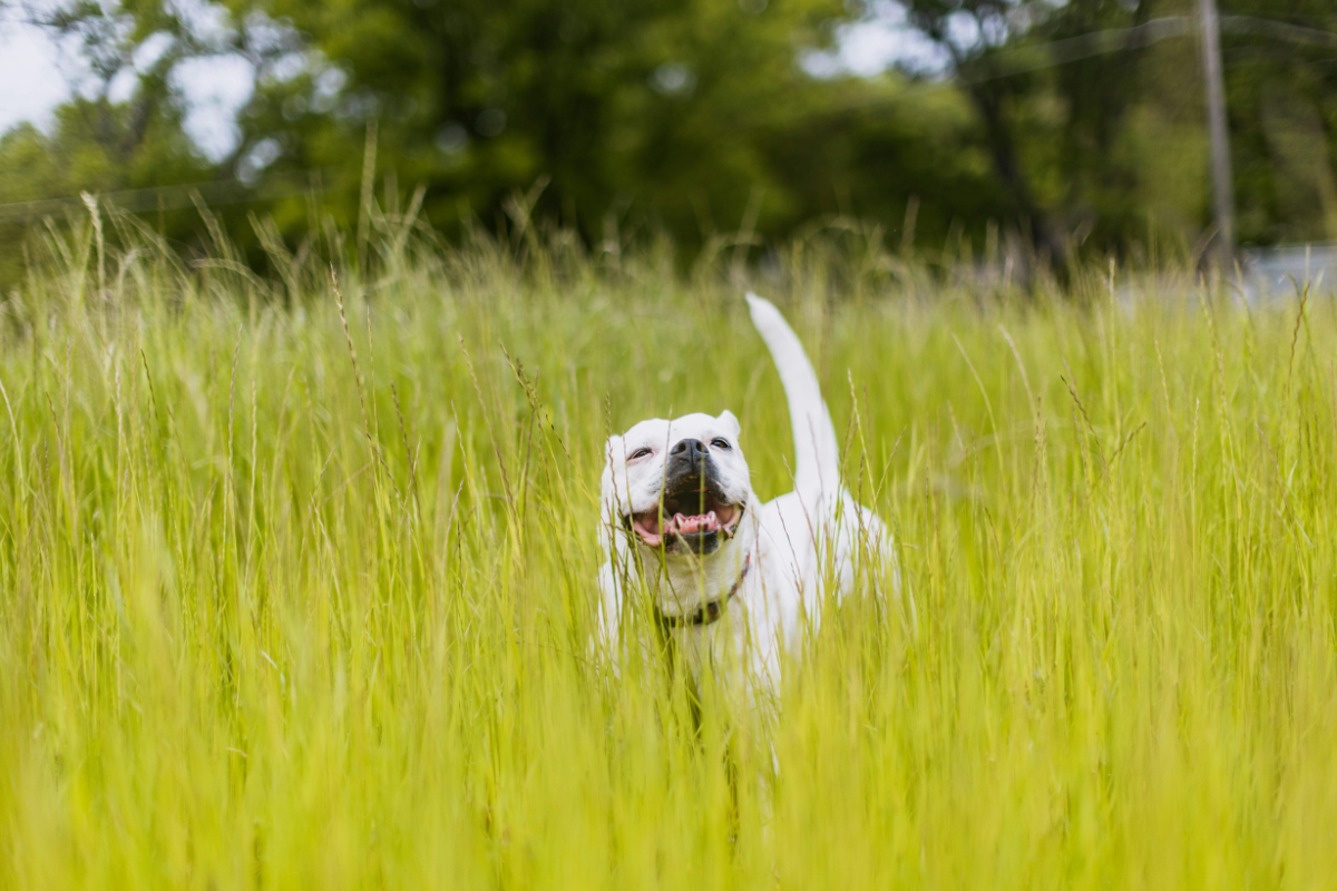 un petit chien blanc dans les herbes hautes