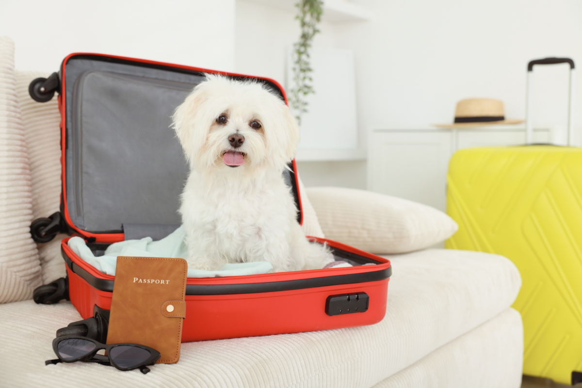 un petit chien blanc dans une valise avec un passeport et des lunettes de soleil