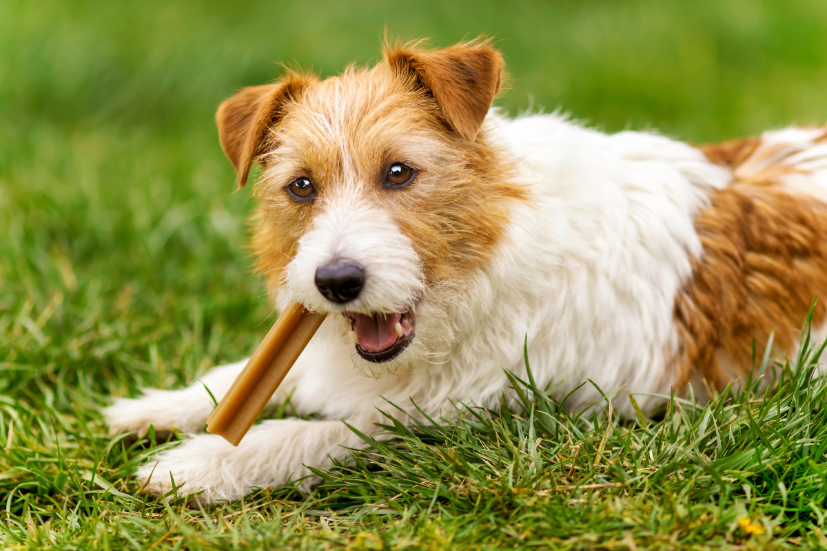 un petit chien blanc et brun allongé dans l'herbe mâche un long bâton dentaire