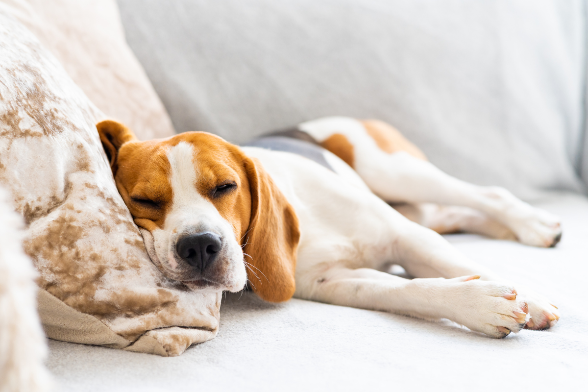 un petit chien blanc et brun est couché et sa tête posée sur le coussin d'un canapé