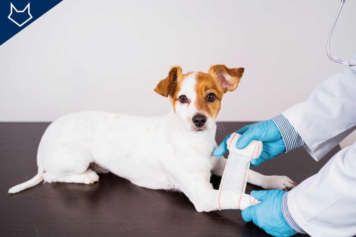 un petit chien blanc et roux se fait poser un bandage à la patte par un vétérinaire