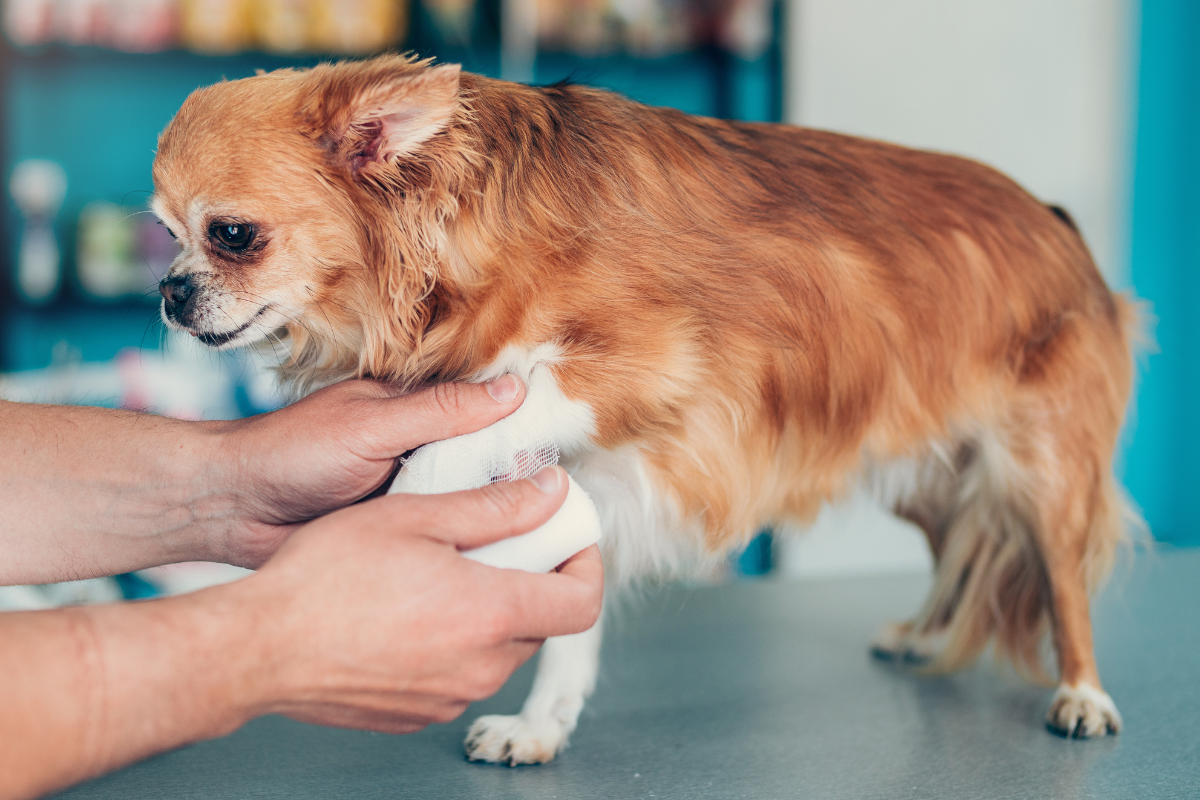 un petit chien brun et blanc se fait panser la patte avant