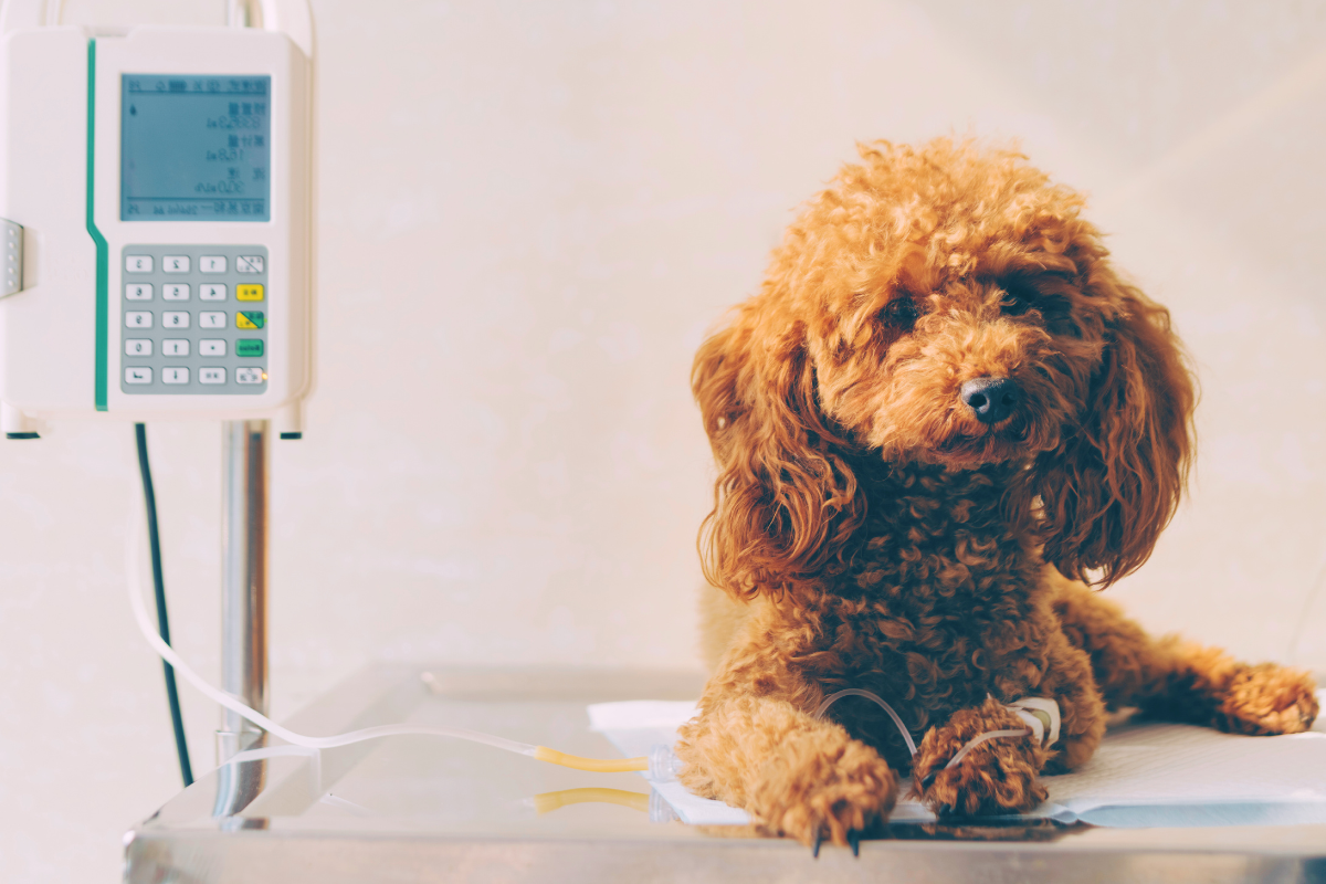 un petit chien brun frisé a un cathéter posé sur la patte sur une table d'auscultation
