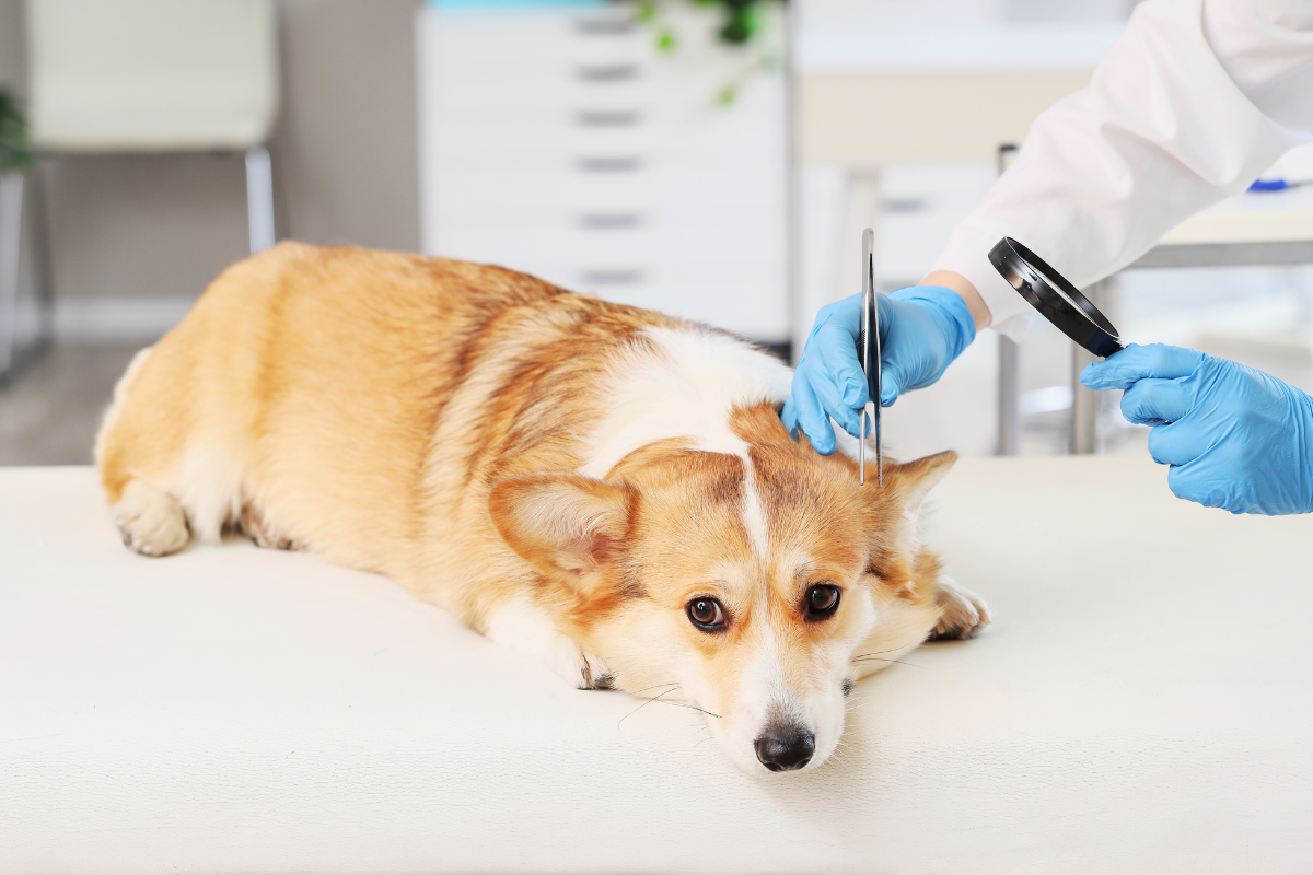 un petit chien corgi couché et un vétérinaire qui examine sa tête avec une pince et une loupe