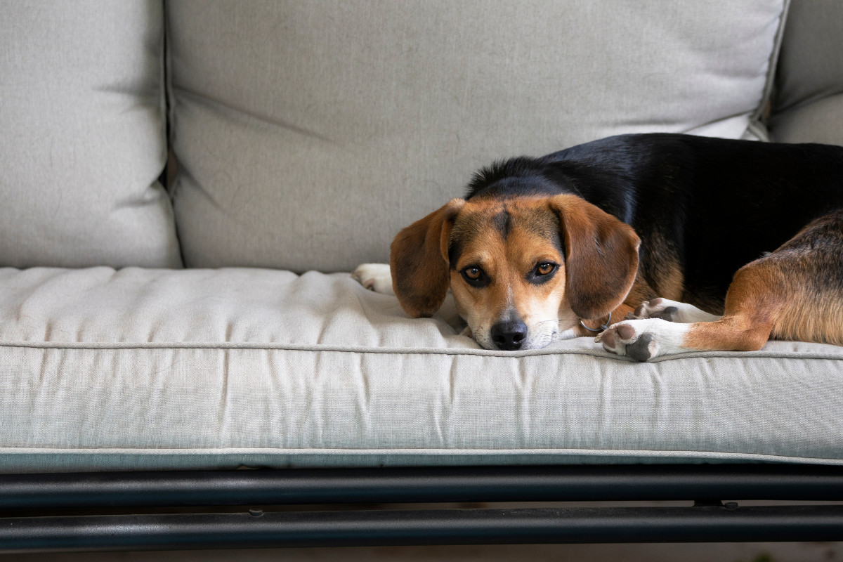 un petit chien couché sur un canapé gris regarde face à l'objectif