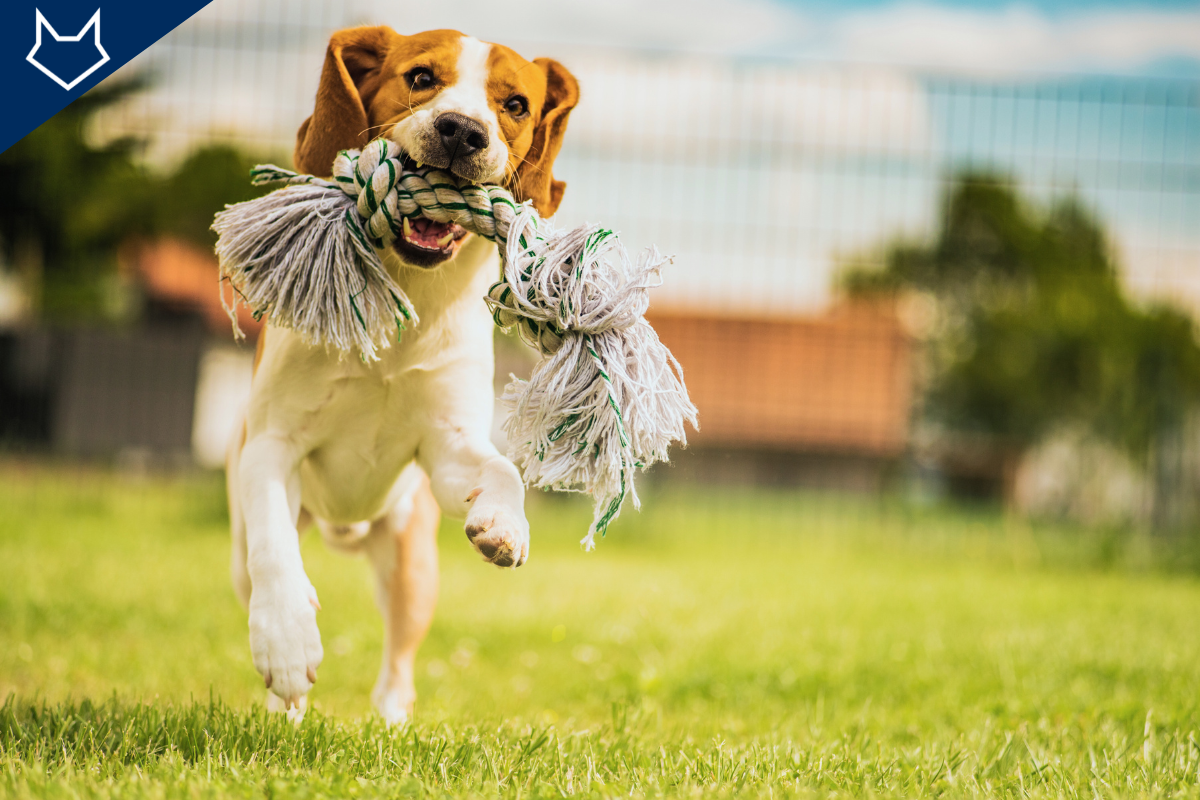un petit chien court dans l'herbe avec un jouet dans la gueule
