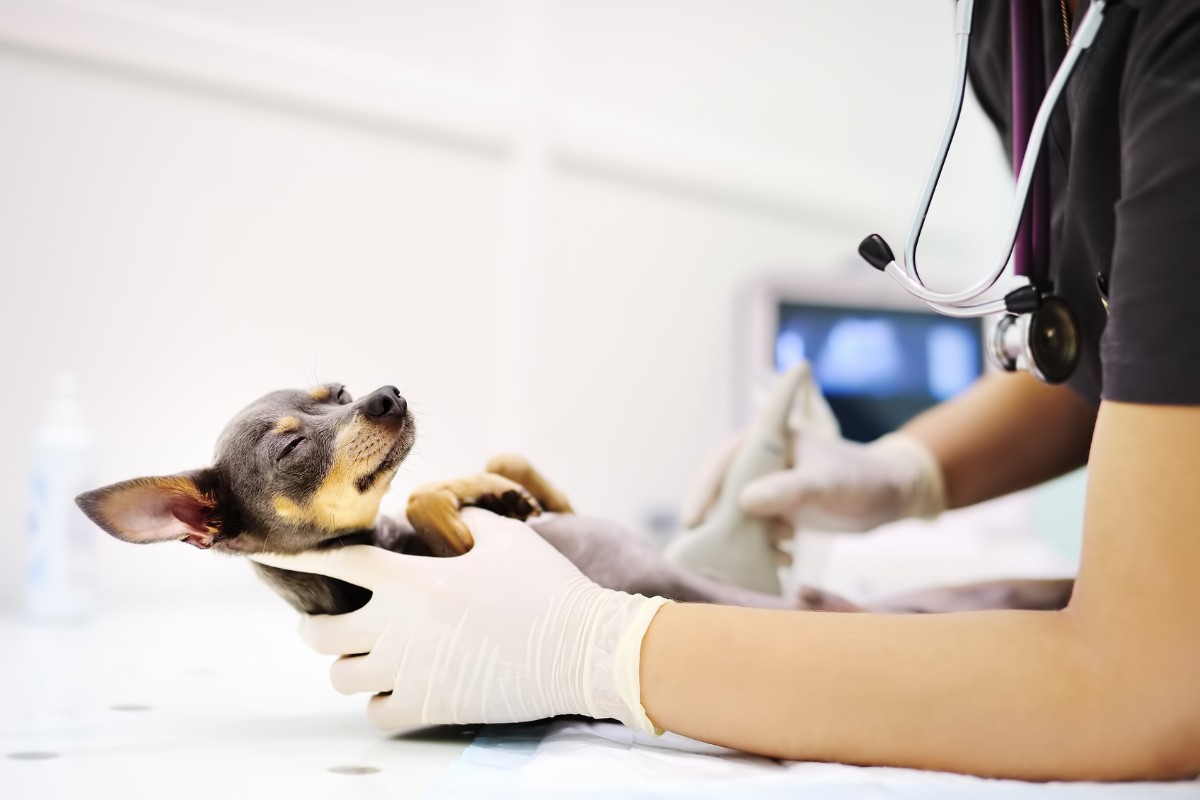 un petit chien ferme les yeux tenu par une vétérinaire qui fait une echographie