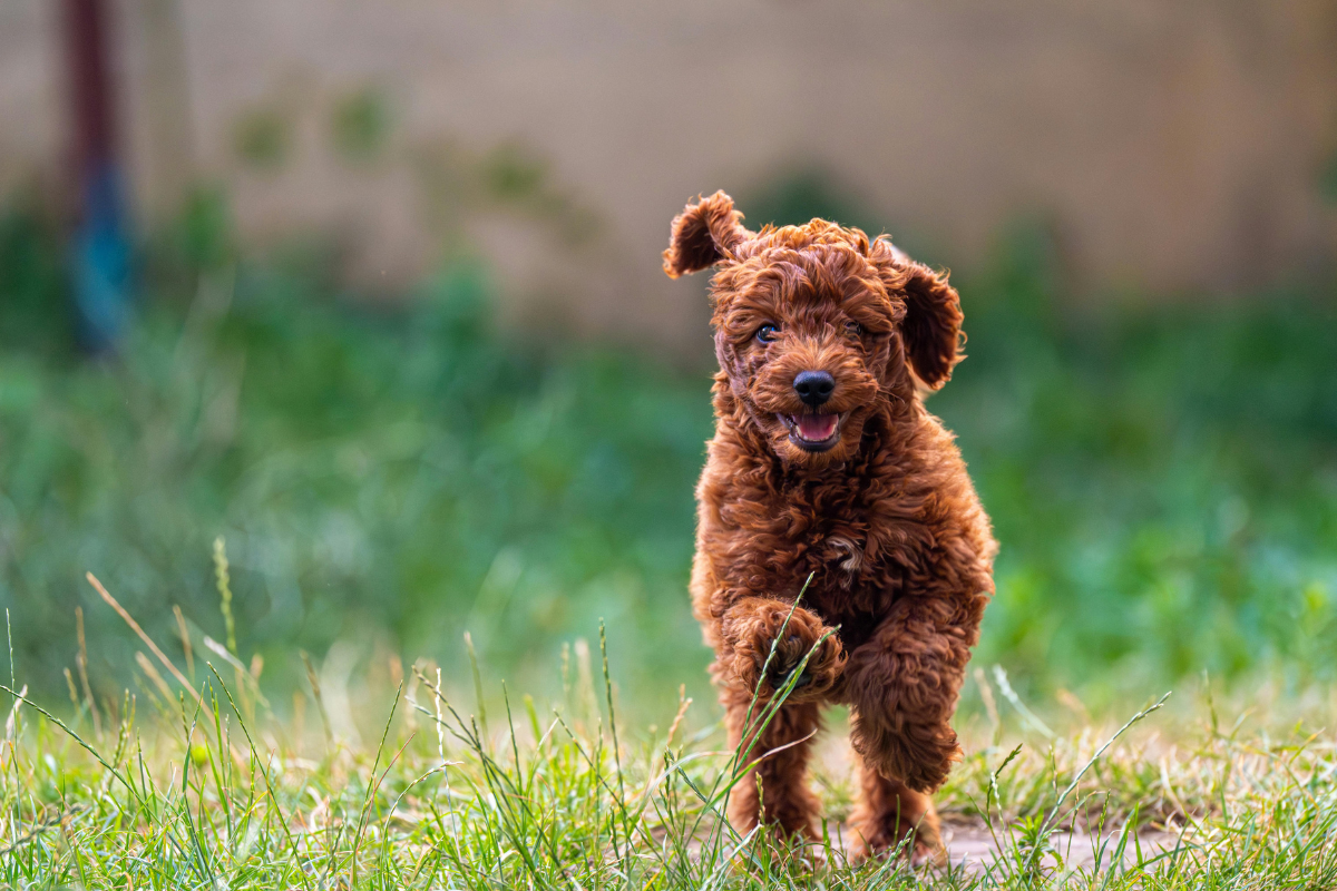 un petit chien marron court droit vers l'objectif dans l'herbe verte