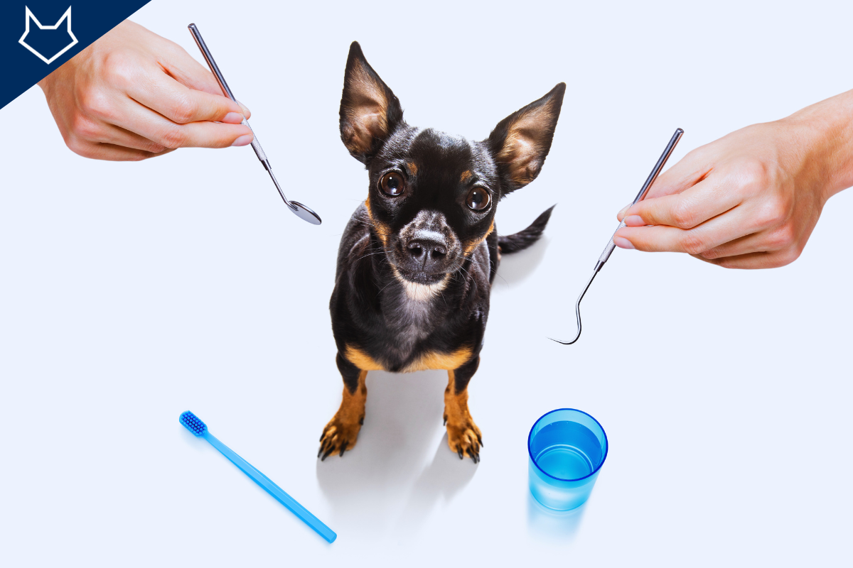 un petit chien noir vu du dessus qui regarde l'objectif et deux mains tenant des instruments dentaires