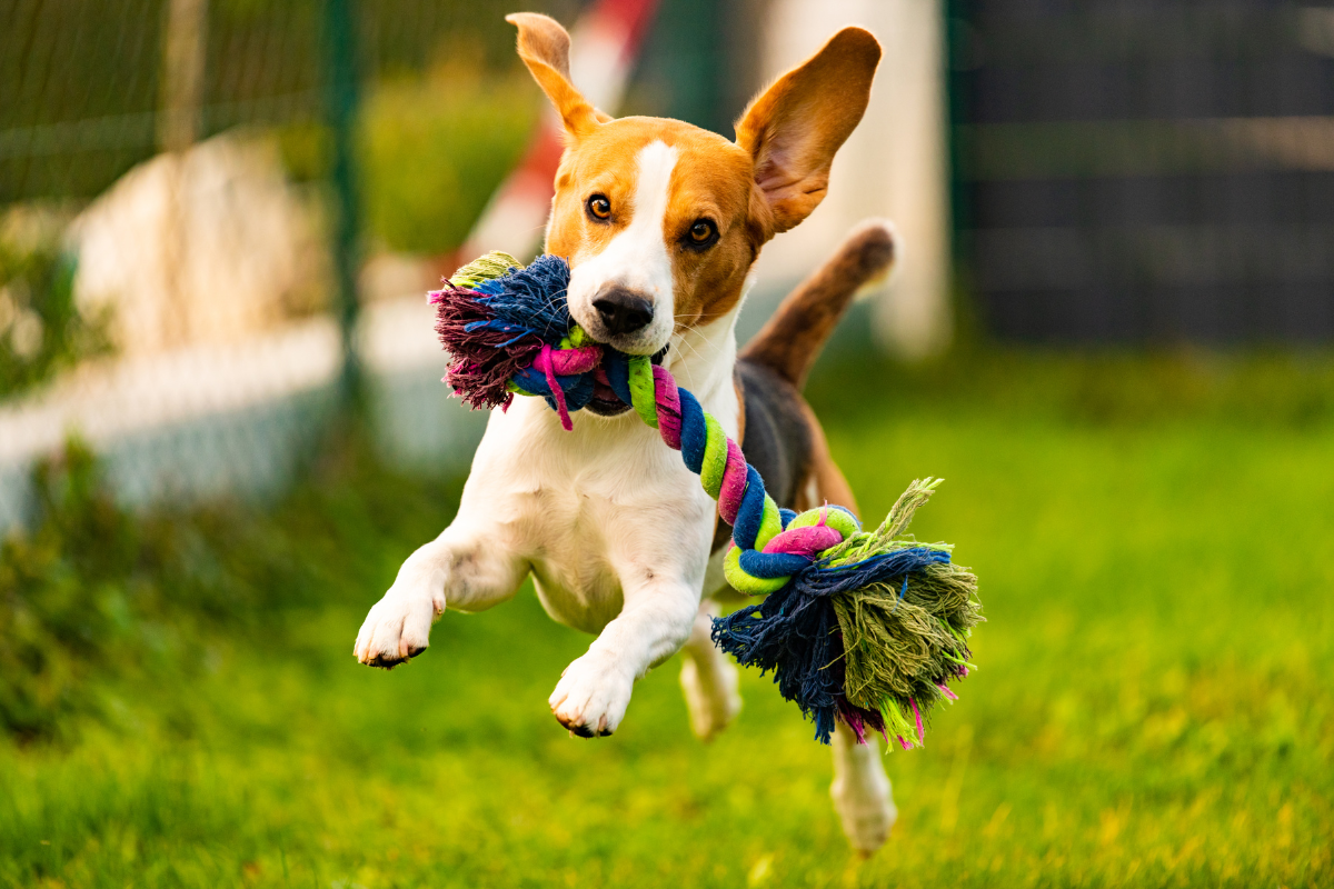un petit chien qui saute dans l'herbe avec un jouet dans la gueule