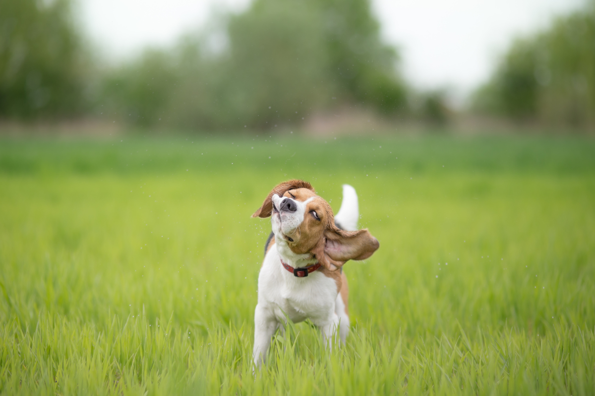 un petit chien qui secoue la tête dans la prairie
