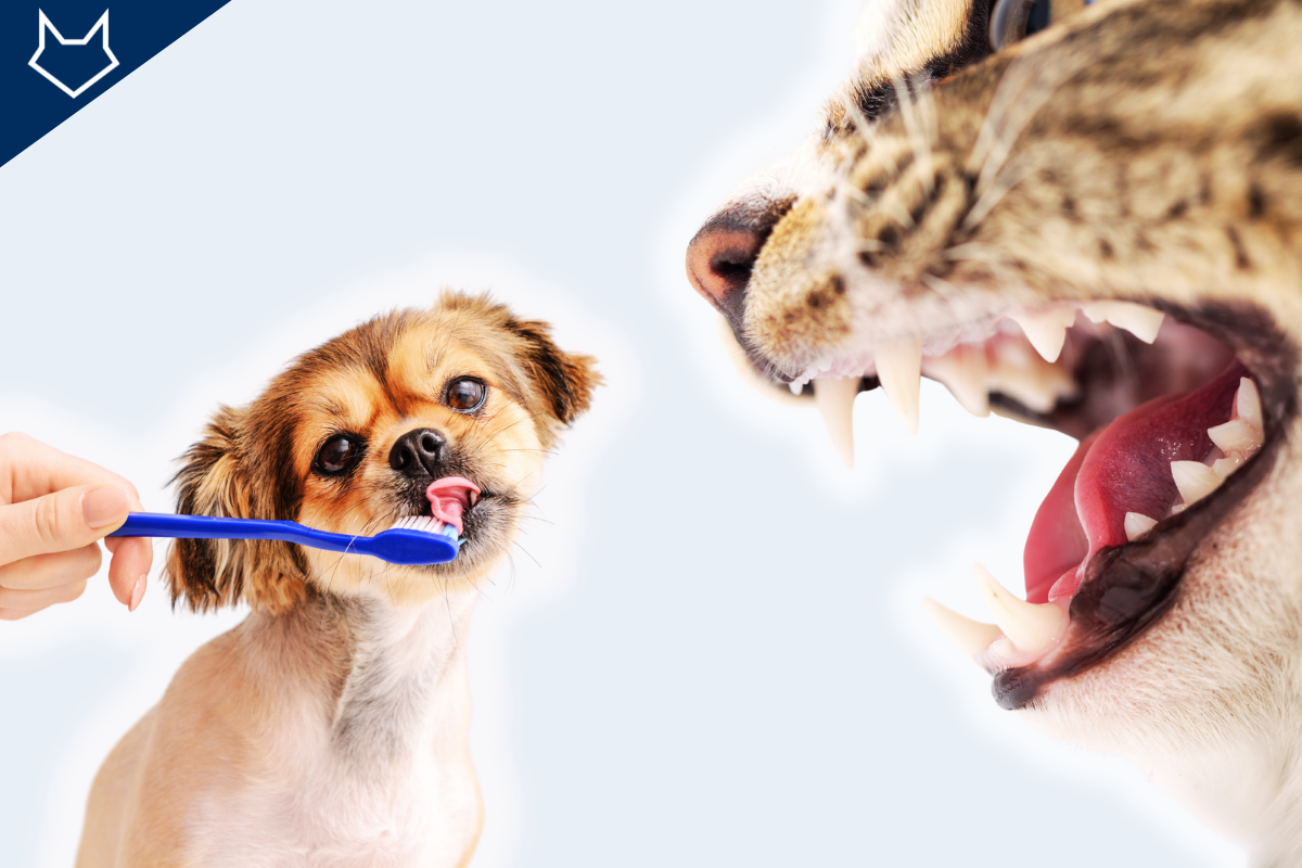 un petit chien se fait broser les dents à gauche et la bouche ouverte d'un chat à droite