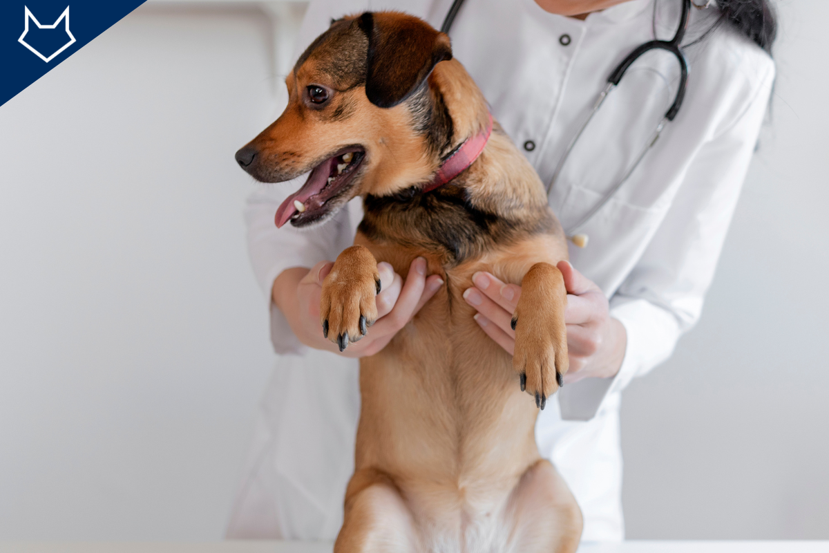 un petit chien tenu assis les pattes avant levées par une vétérinaire