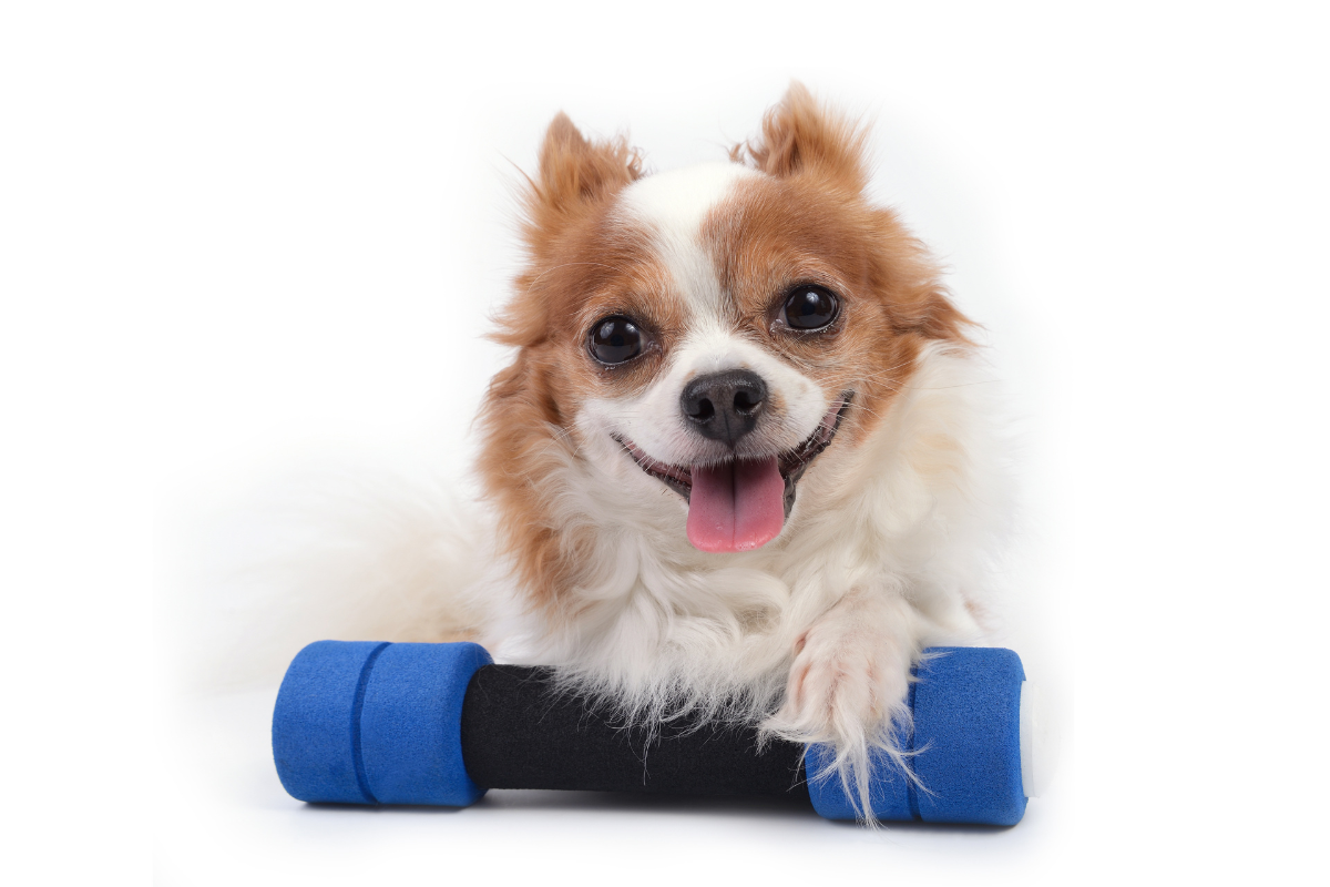 un petit chien tire la langue assis sur une haltère