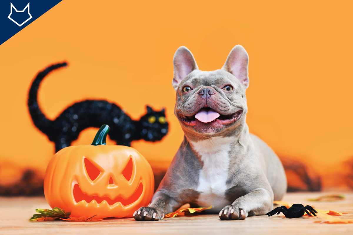 un petit dogue gris assis à côté d'une citrouille de Halloween sourit en tirant la langue
