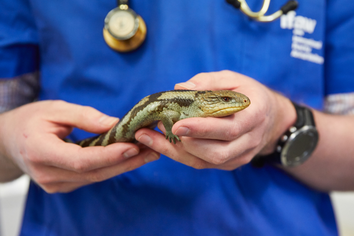 un petit lézard porté par un vétérinaire