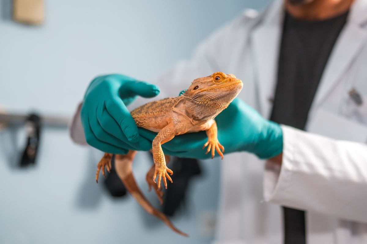un pogona jaune porté par un vétérinaire aux gants verts