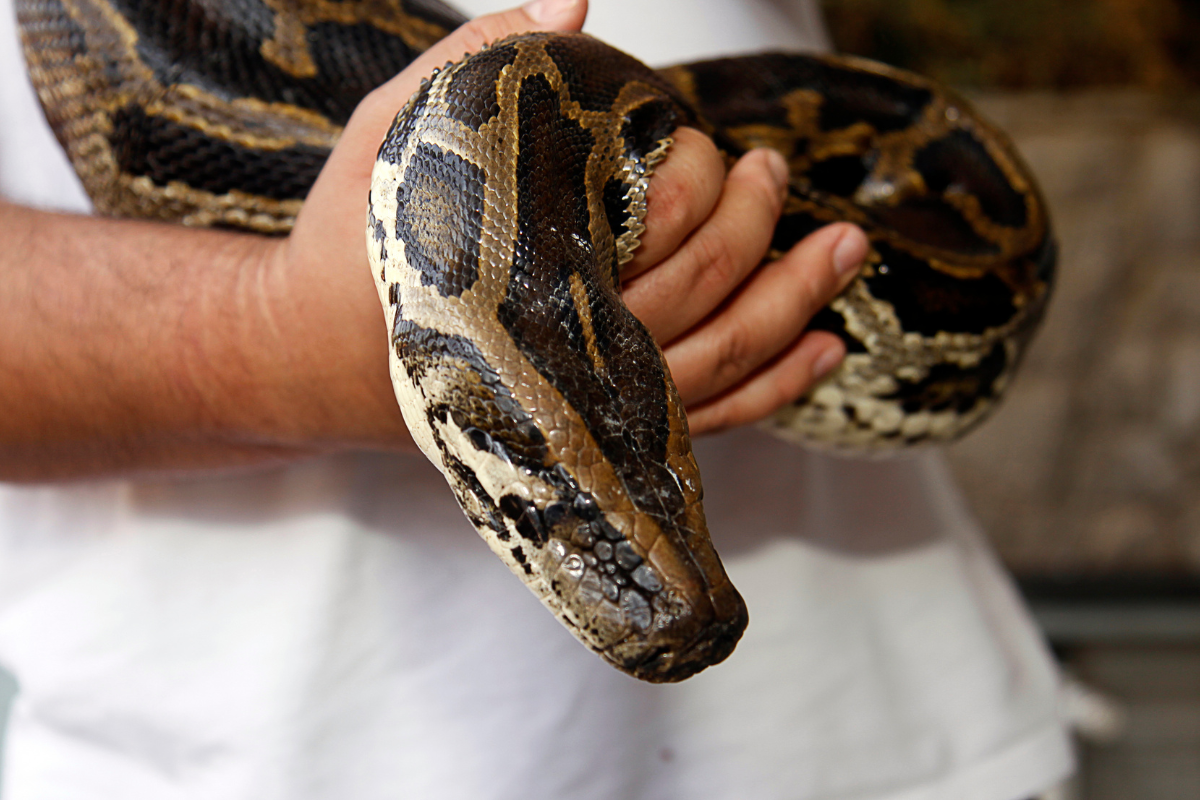 un python porté par un vétérinaire