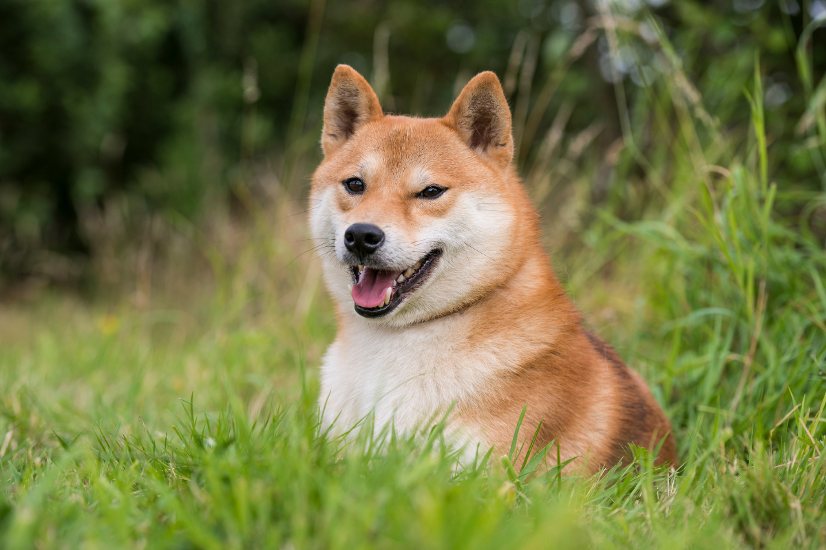 un shiba inu assis dans l'herbe la gueule ouverte