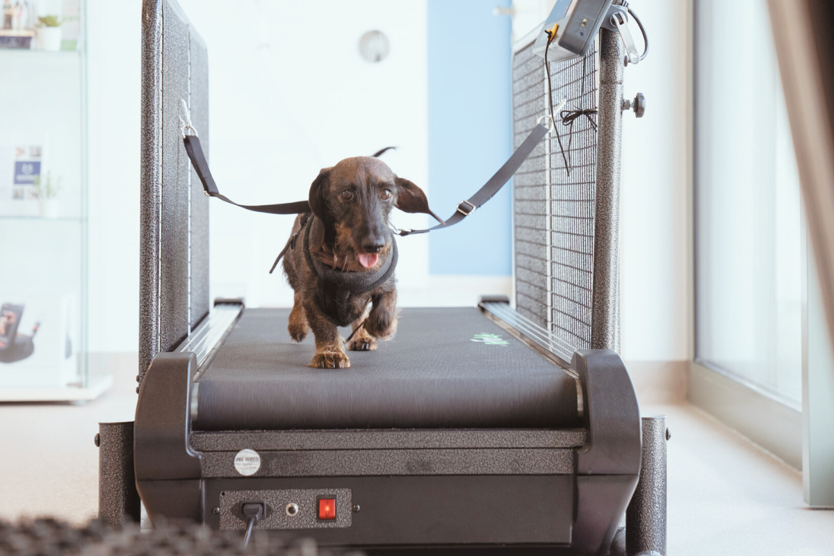 un teckel court sur un tapis de course adapté aux chiens
