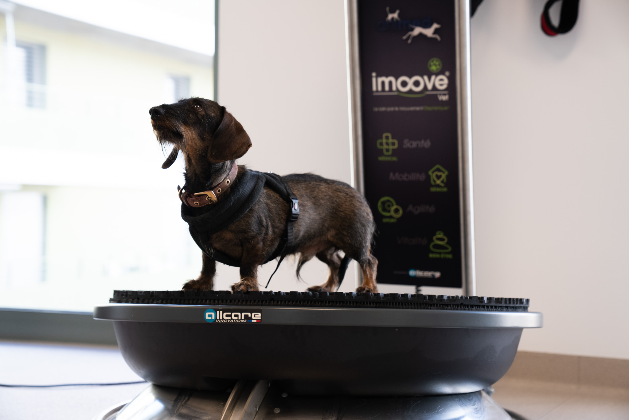 La physiothérapie pour animaux : quels bienfaits concrets pour votre chien ou chat ? 1 un teckel debout sur la plateforme imoove