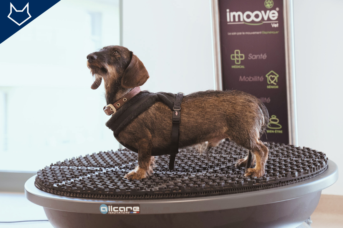un teckel debout sur une plateforme imoove pour exercer la mobilité