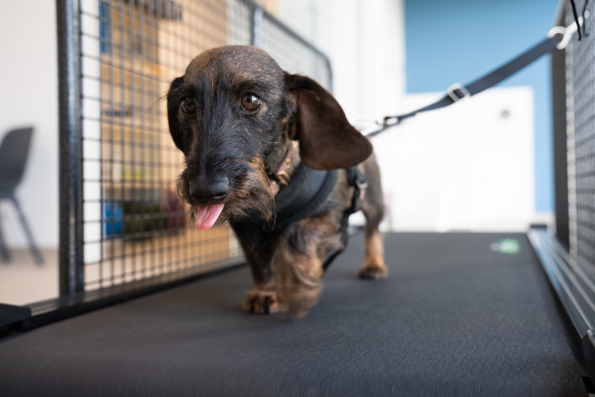 La physiothérapie pour animaux : quels bienfaits concrets pour votre chien ou chat ? 4 un teckel marche sur un tapis de course en tirant la langue