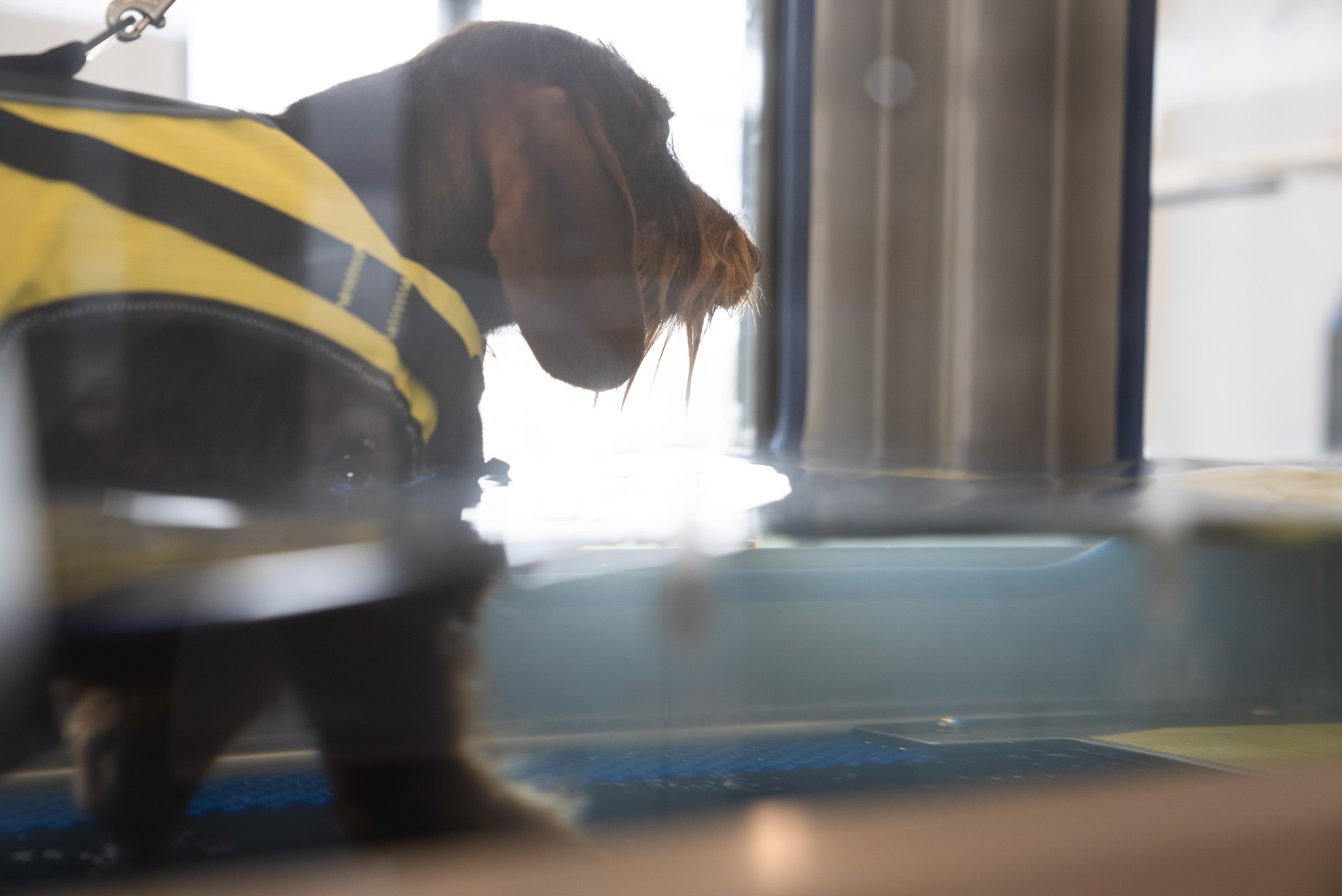 La physiothérapie pour animaux : quels bienfaits concrets pour votre chien ou chat ? 2 un teckel semi immergé dans la baignoire hydrothérapie