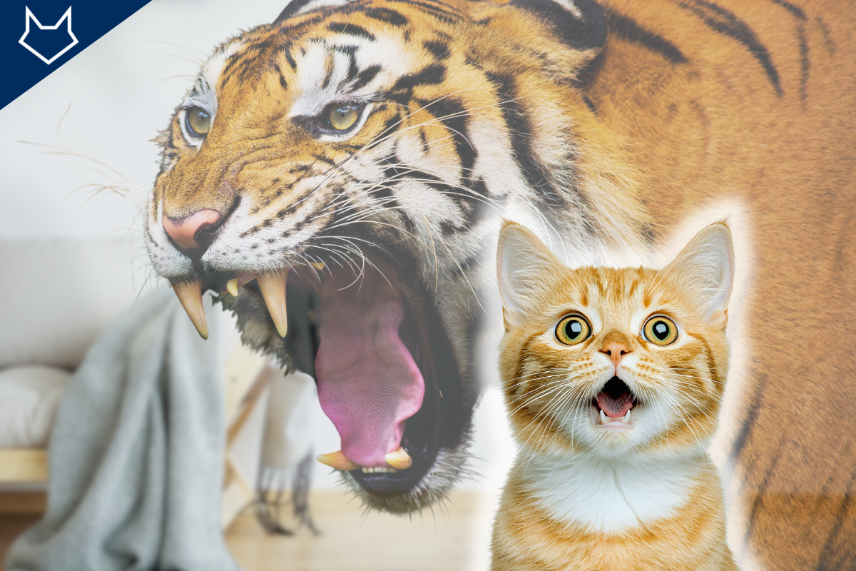 un tigre rugit derrière un chaton roux qui miaule
