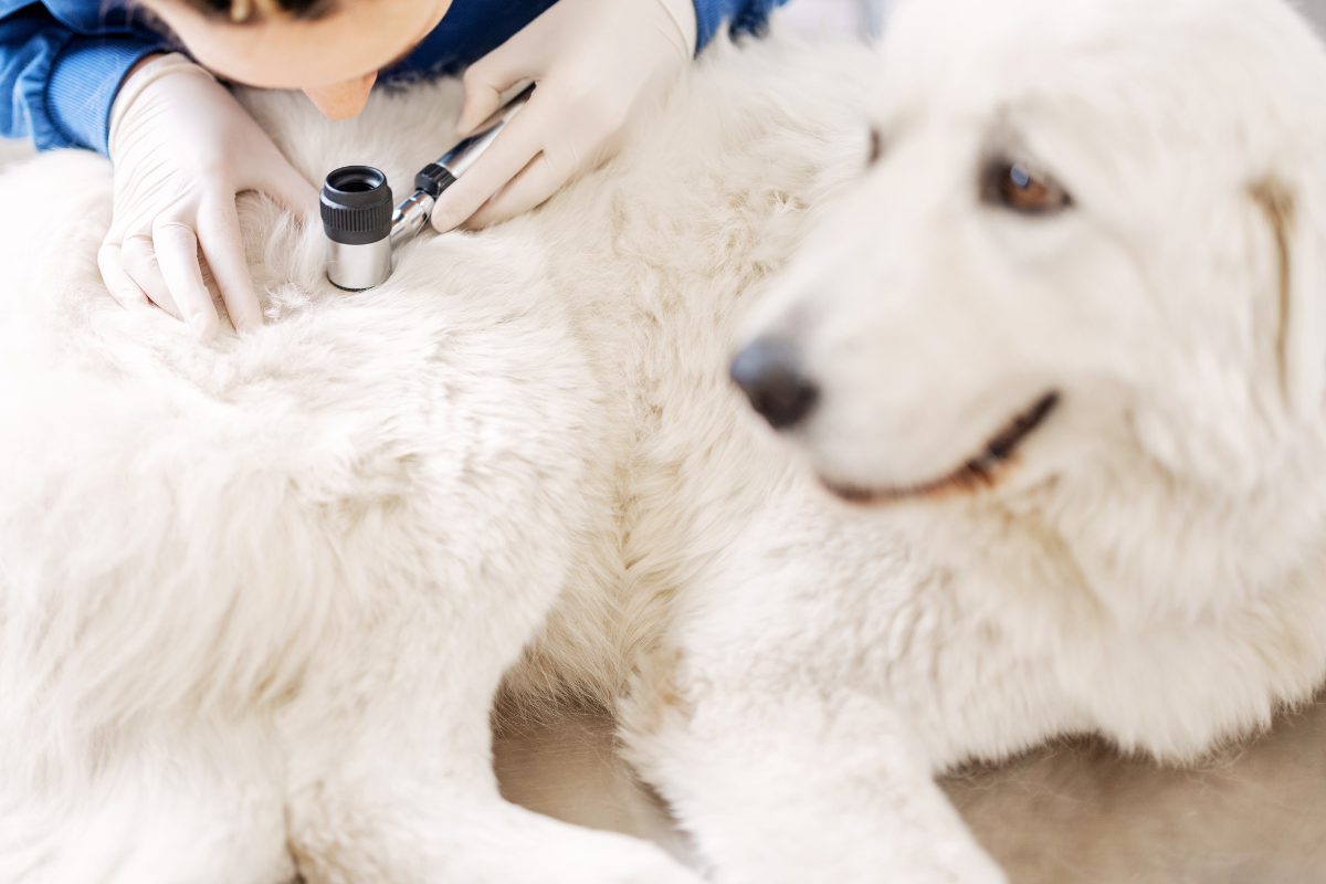 un vétérinaire examine la peau d'un grand chien blanc