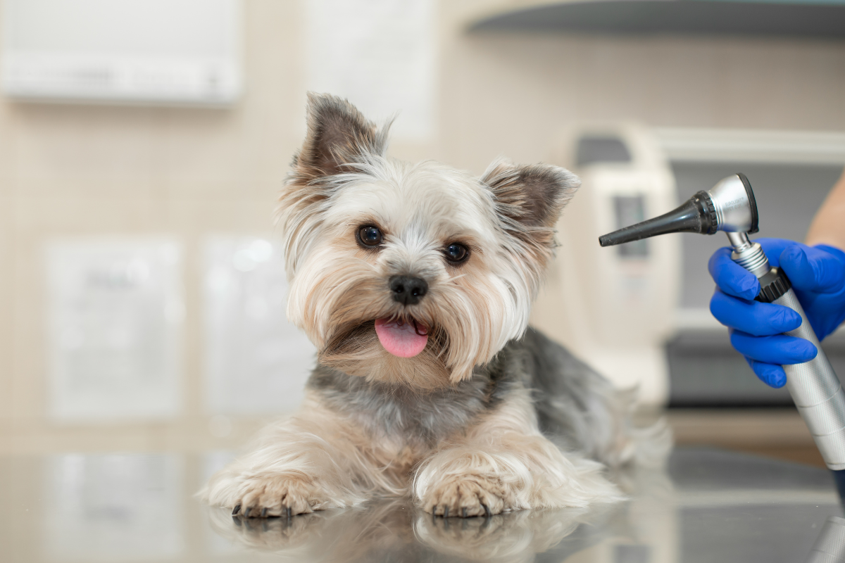 un yorkshire couché sur une table d'auscultation pour se faire examiner les oreilles avec un otoscope