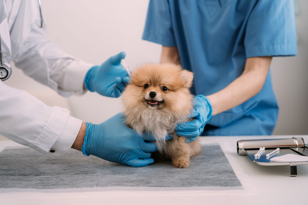 une aide vétérinaire tient un petit chiot beige à poils longs qui se fait injecter un produit par un vétérinaire