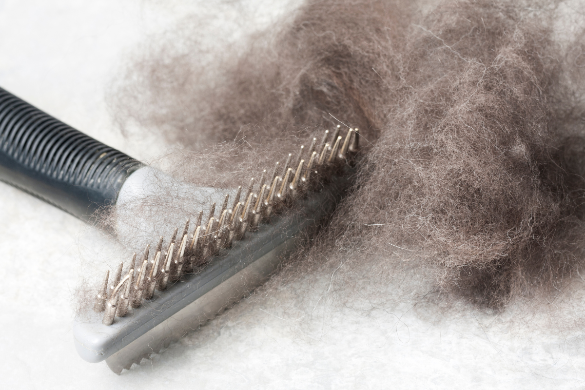 une brosse pour animaux et une touffe de poils gris