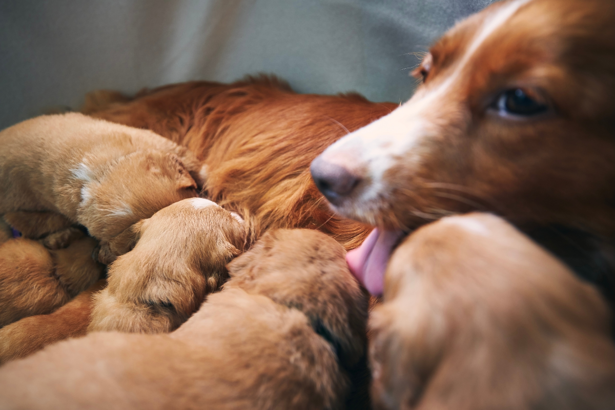 une chienne rousse et au museau blanc lèche ses petits chiots qui tètent