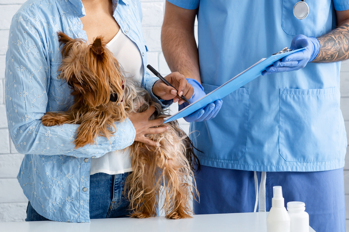 une cliente tient son chien yorkshire et signe le document tendu par son vétérinaire