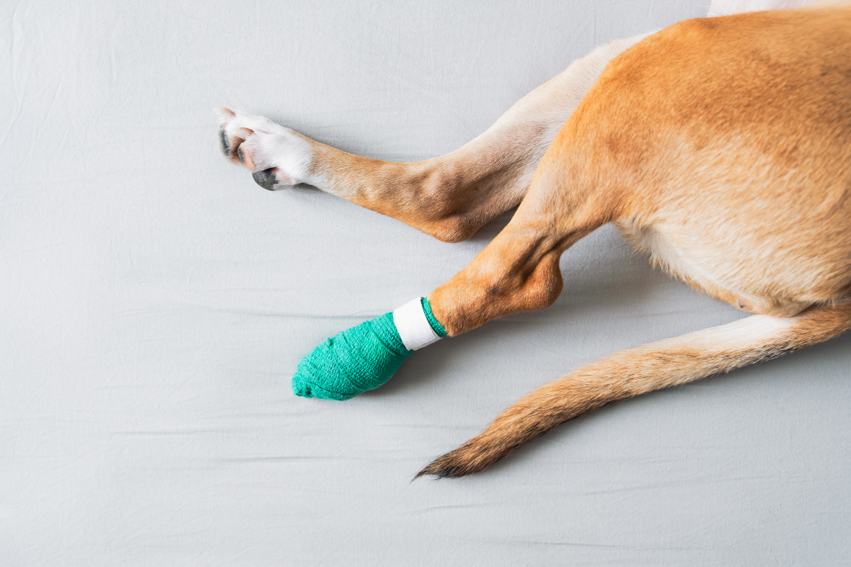 une patte arrière d'un chien dans un bandage vert