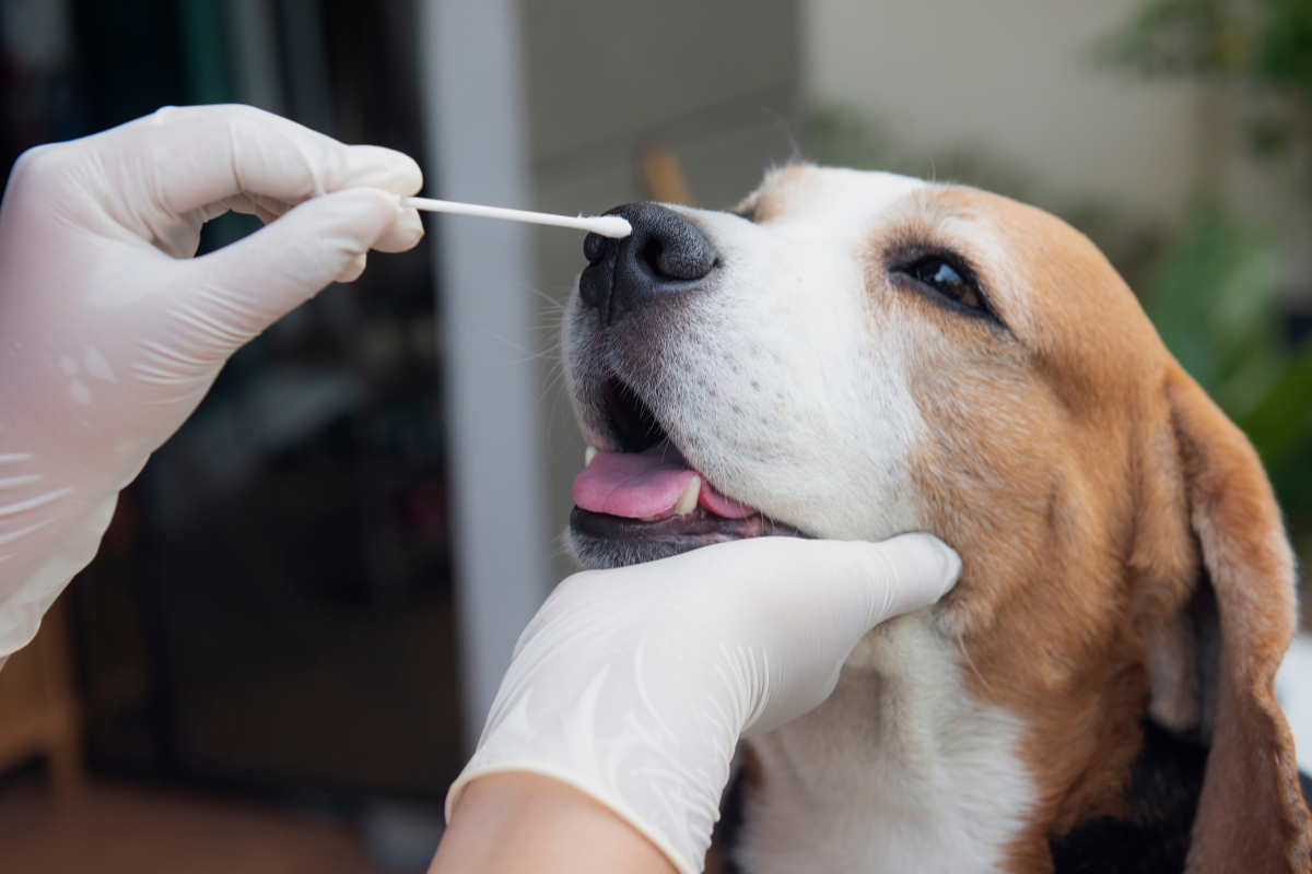 une personne avec des gants frotte un coton-tige sur le museau d'un chien