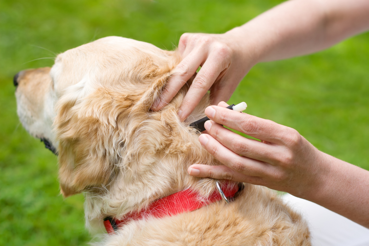 une personne tient une pipette sur la nuque d'un grand chien beige de dos avec un collier rouge