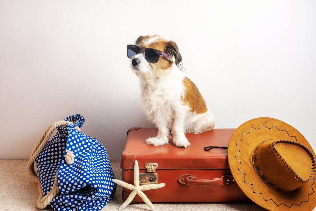 une petit chien avec des lunettes de soleil est assis sur une valise avec un sac de plage et un chapeau