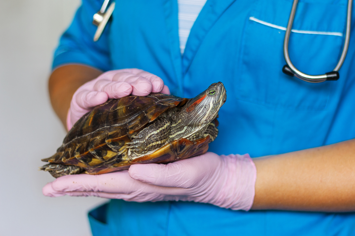 une tortue à oreilles rouges portée par une vétérinaire aux gants roses