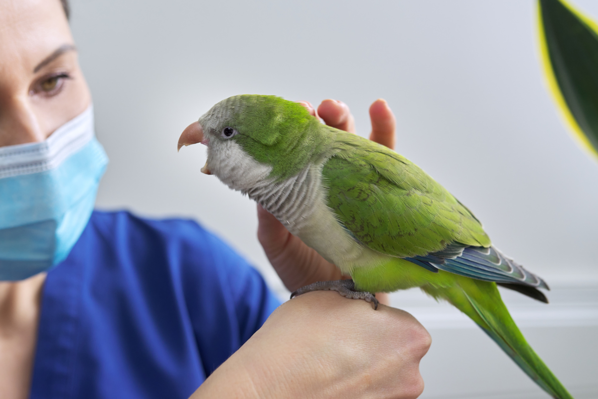 une vétérinaire examine une perruche veuve aux plumes vertes, blanches et bleues