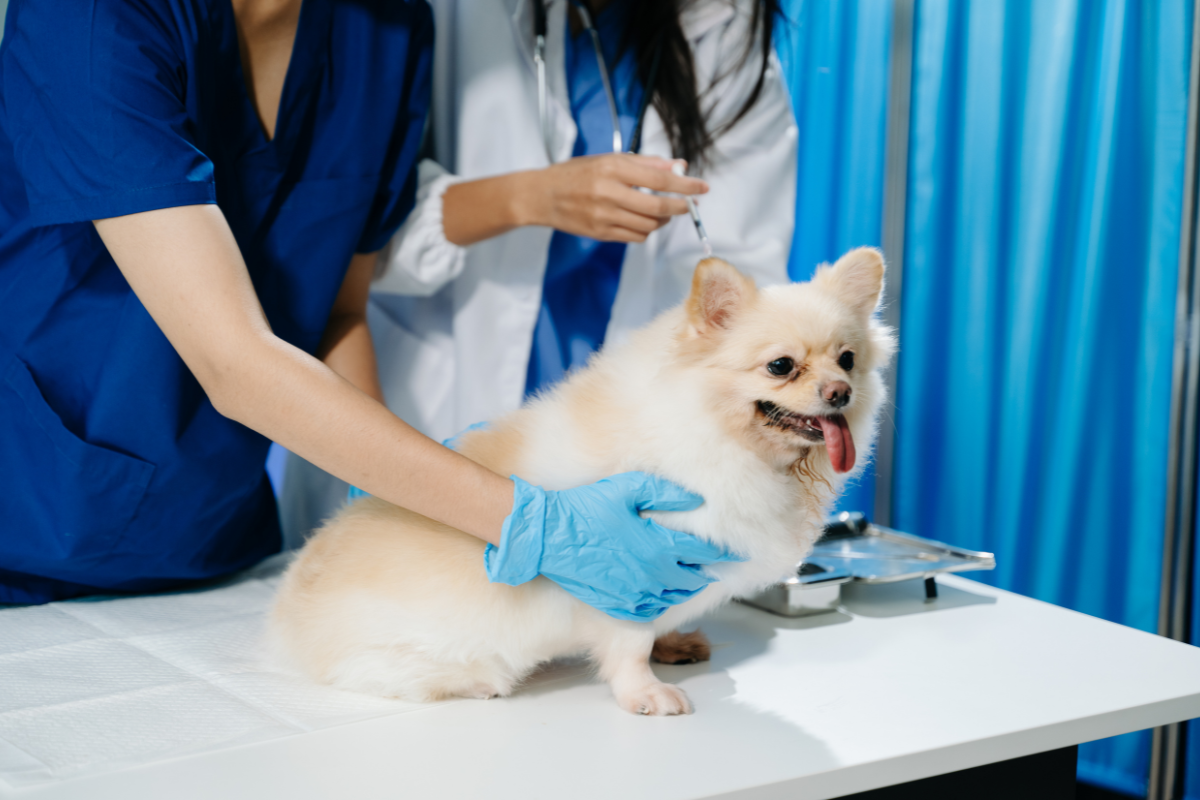 une vétérinaire fait une injection à un petit chien maintenu par une assistante