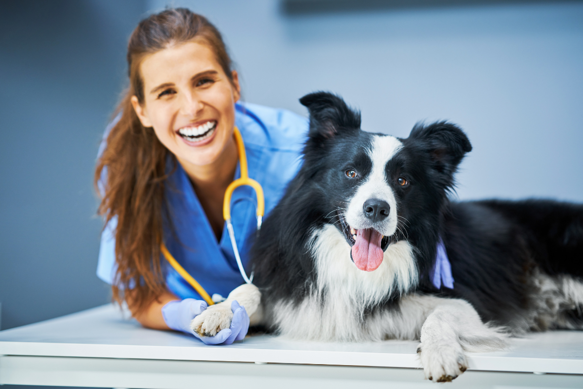 une vétérinaire souriante et un grand chien noir et blanc regardent l'objectif