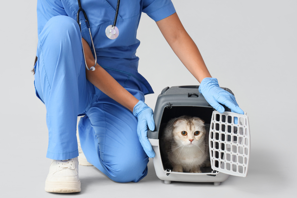 une vétérinaire un genou à terre ouvre la cage de transport d'un chat blanc