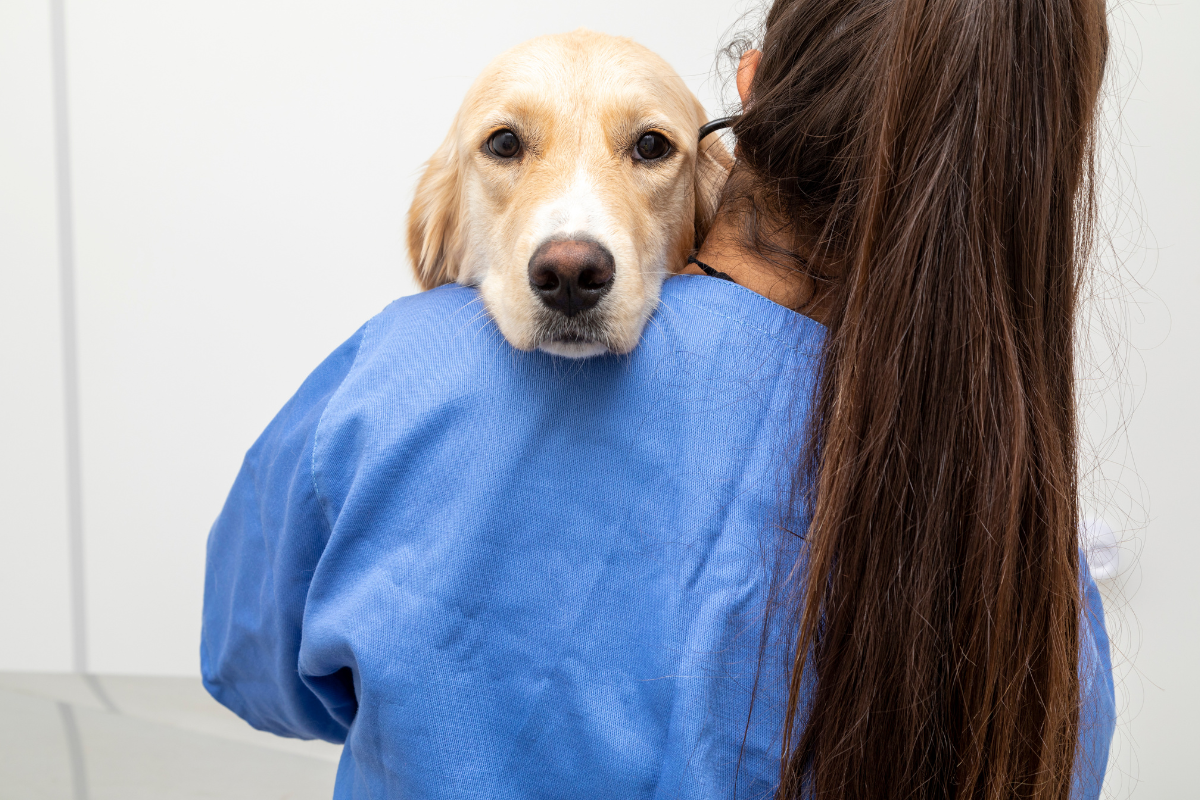 vue du dos d'une vétérinaire aux longs cheveux qui porte un chien beige dont la tête dépasse sur l'épaule de la femme